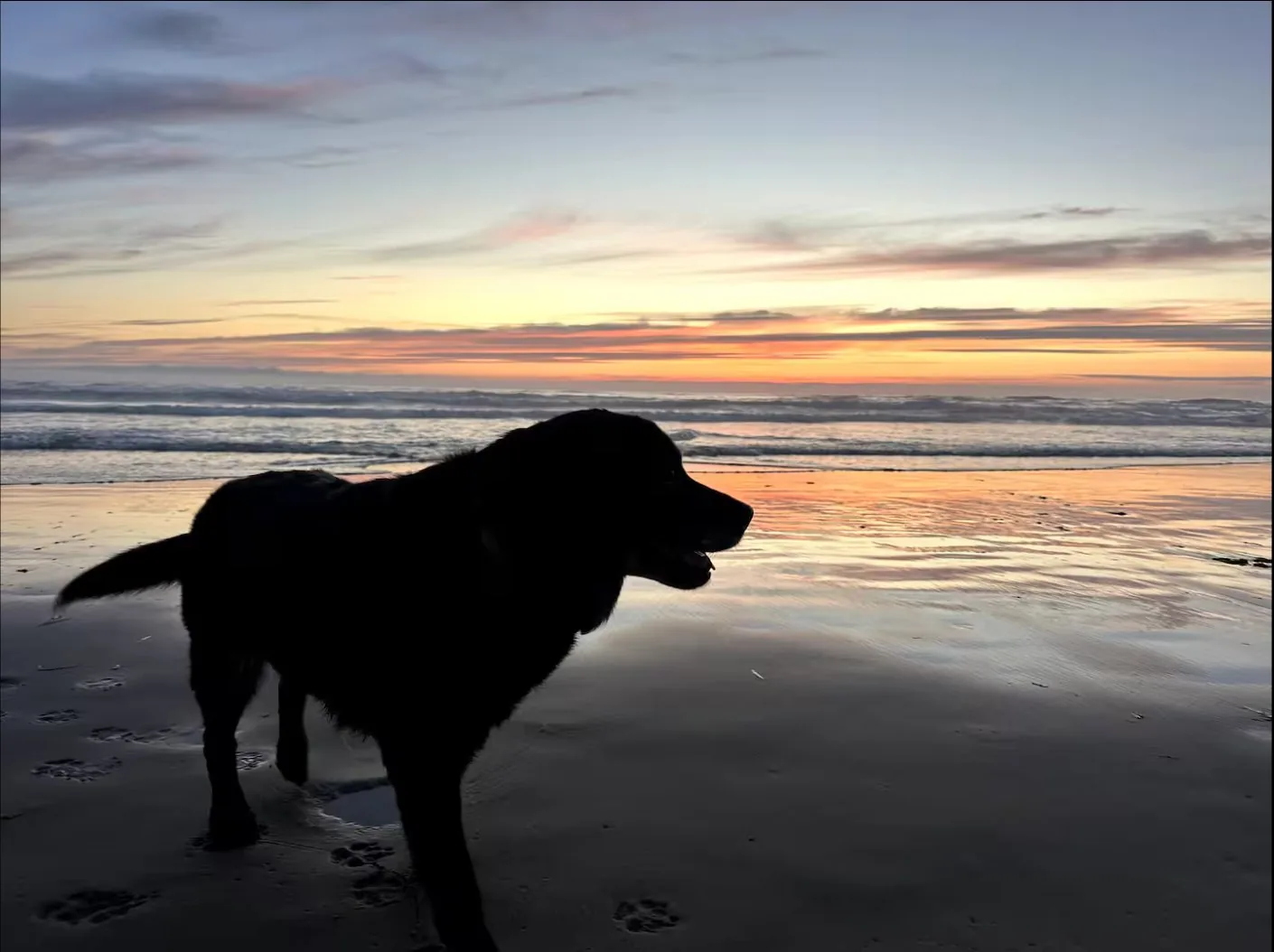 Dog silhouette on the beach at sunset